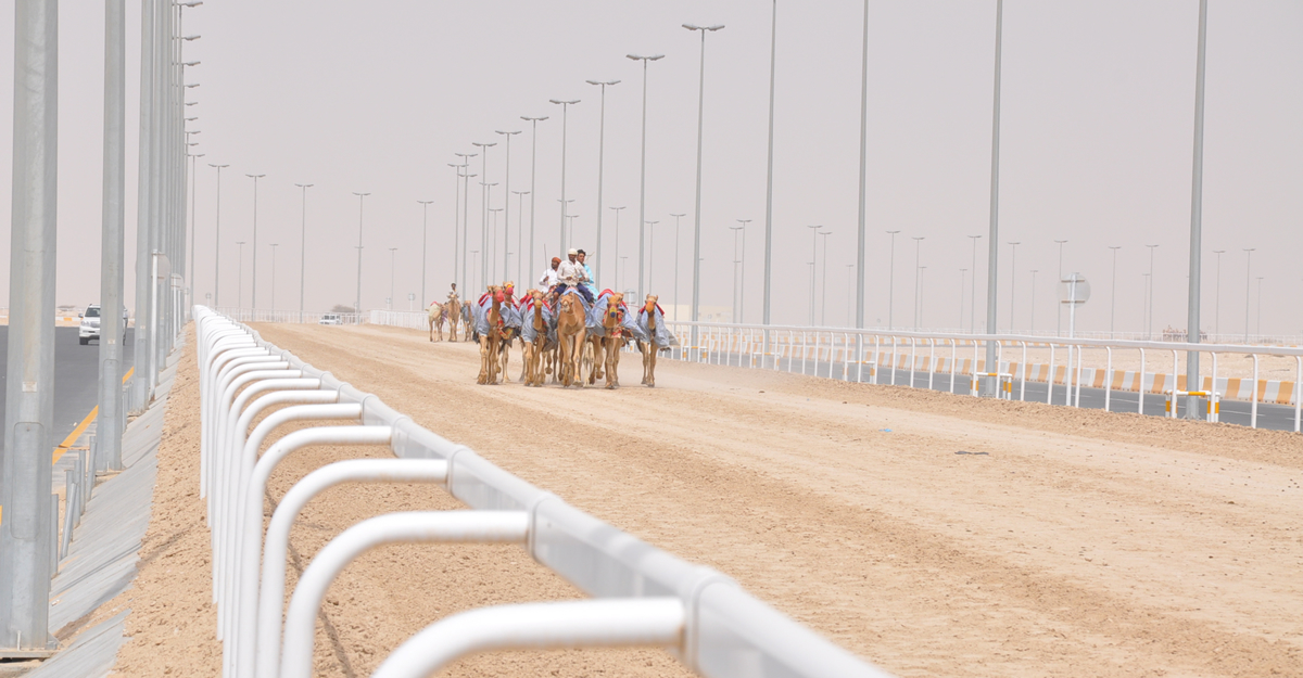 Camel Track Race Railing