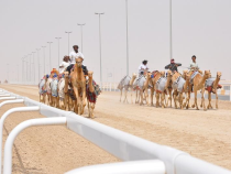 Camel Track Race Railing