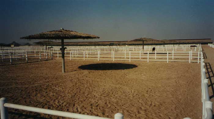 Cantrex Paddock Fencing